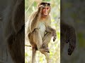 funny 😂😂#vrindavan #radhakrishna #radheradhe #monkey #bandar #funny