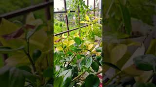 window view #nature #shortvideo