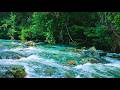 HEALING RIVER SOUNDS, LIVE NATURE ASMR STREAM