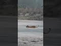 tiger crossing ramganga river jimcorbett #tiger in river