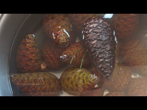 Kozalak Şurubu Nasıl Yapılır ✅ Doğal Şurup 💚 Doğal  Öksürük Şurubu 