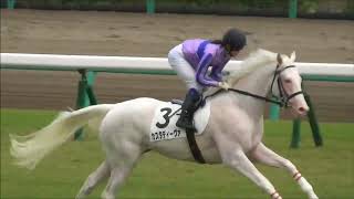 White Horse with Japanese Beautiful Jockey