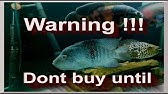 World Record Rio Grande Cichlid Youtube