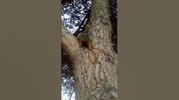 Another Nut Please?