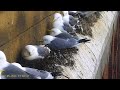 Baltic, Gateshead: Kittiwake☀️22/05/26