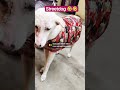 additude#funny #viral #love#cute#shorts #explore #shortsviral #cute #dog #like #followunfollow