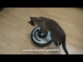 Cat shows HOW TO use iRobot Roomba Vacuum.