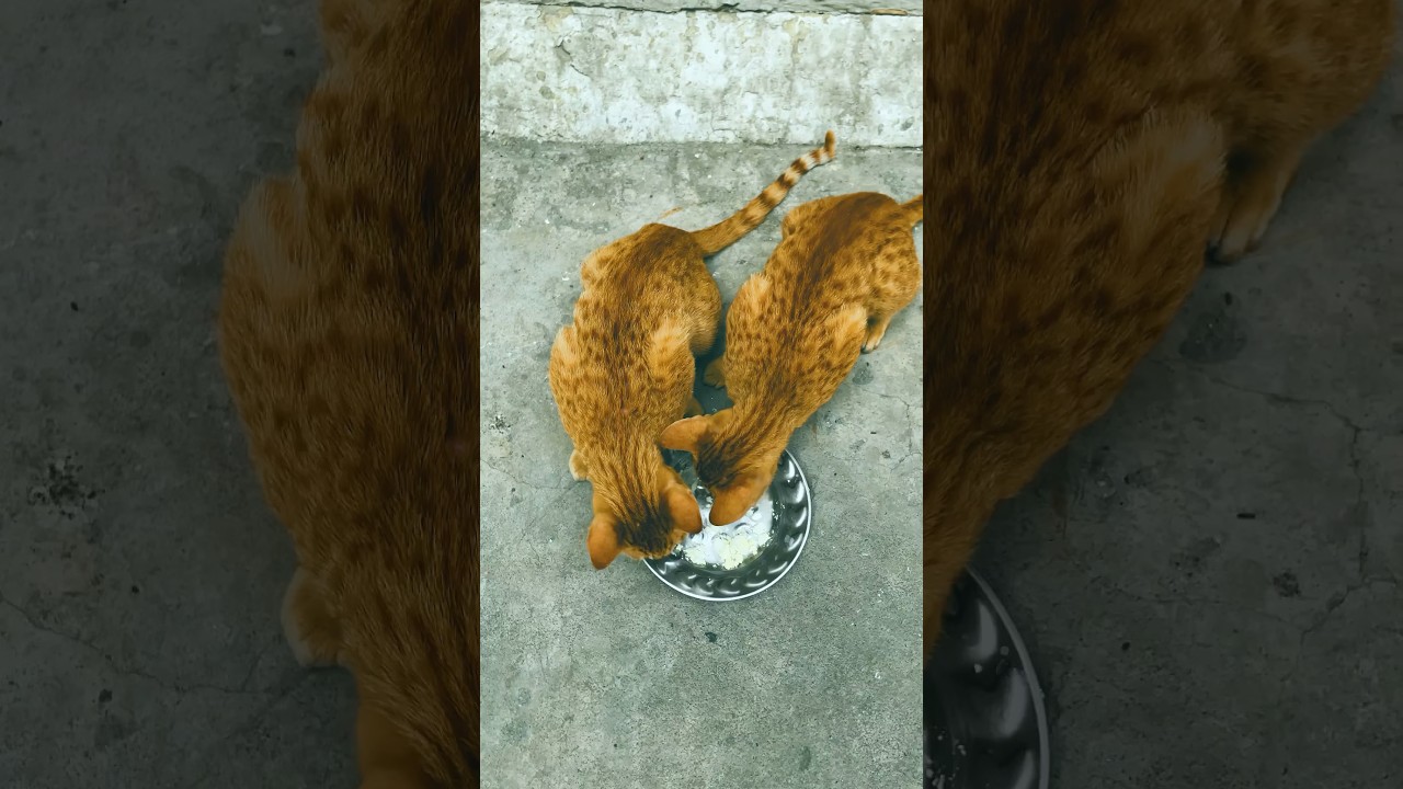 Billi Kaise Khati Hai 