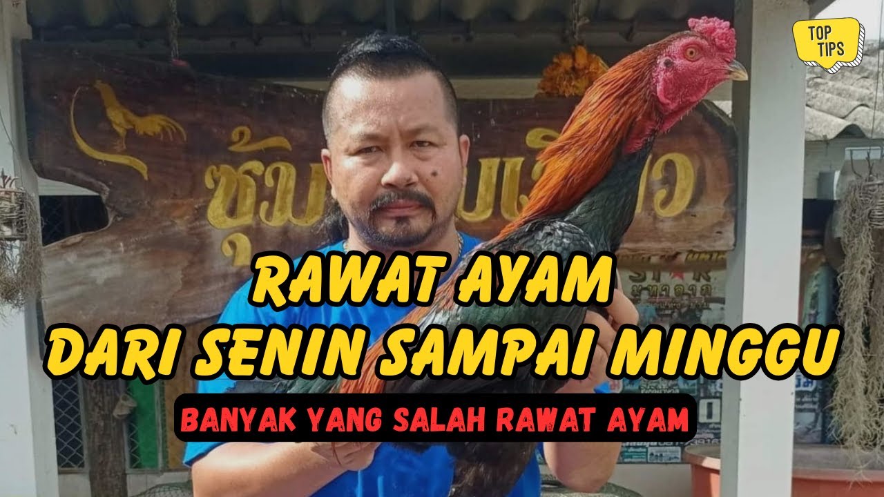 Jadwal Rawat Ayam Selama 1 Minggu (Senin–Minggu) Agar Tetap Stabil dan Mudah Dirawat