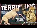 ATTACKED by an Aggressive ALBINO &amp; 9 Legendary JAGUAR!  (Early Access)