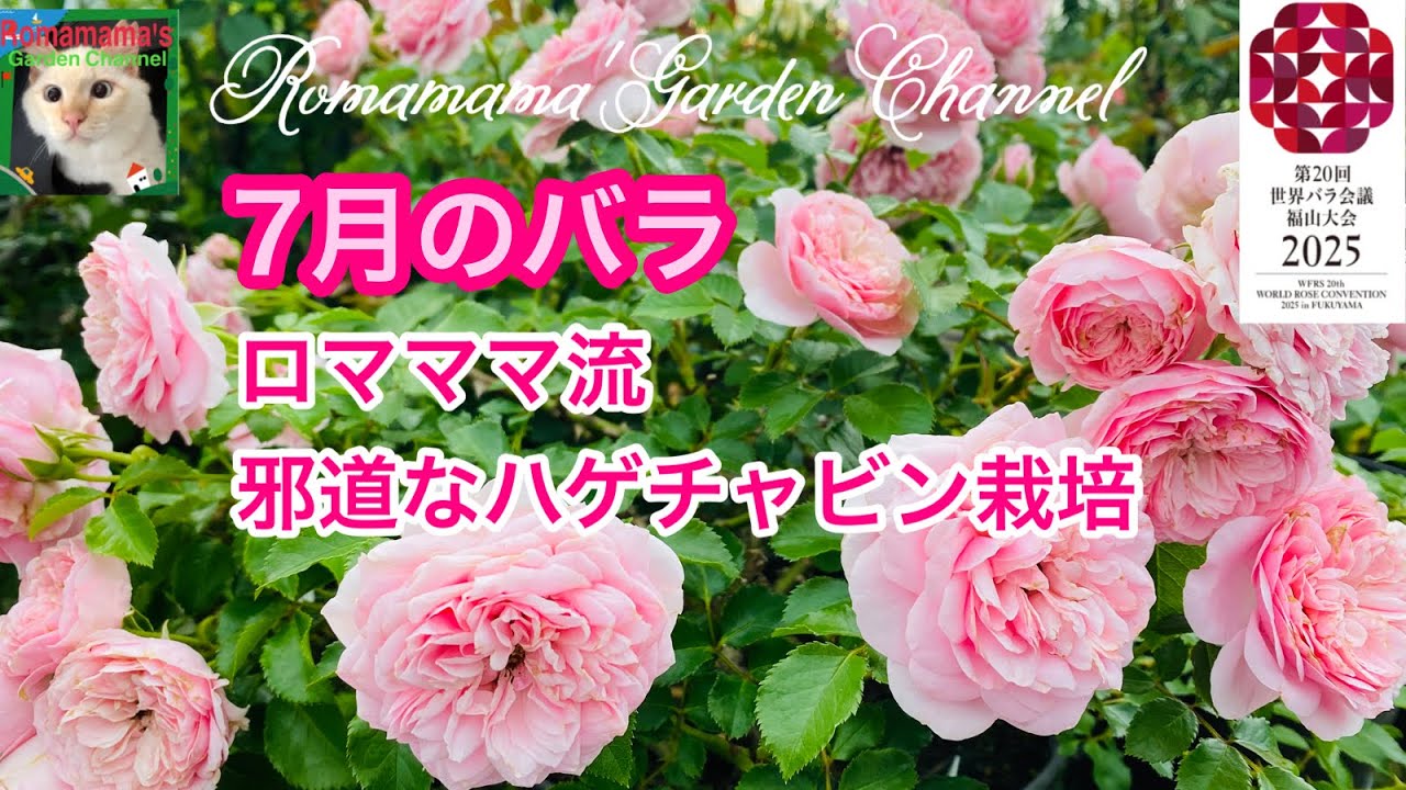 薔薇】真夏にバラを咲かせるロマママ流栽培 #夏のバラ #河本ばら - YouTube