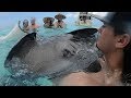 Fishing For Barracuda to Hand Feed Giant Stingrays! {Buy Clean Cook}