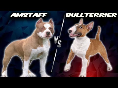 Vidéo: Quelle est la différence entre les American Pitbull Terriers et les American Staffordshire Terriers?