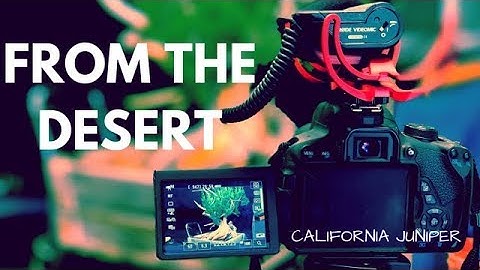 From the Desert... California Juniper