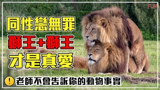 【愛情無界限】動物之間也有同性戀 | 75%的雄性都喜歡找雄性愛愛！| 喜歡同性，多過喜歡異性的動物！| 獅王+獅王才是真愛！