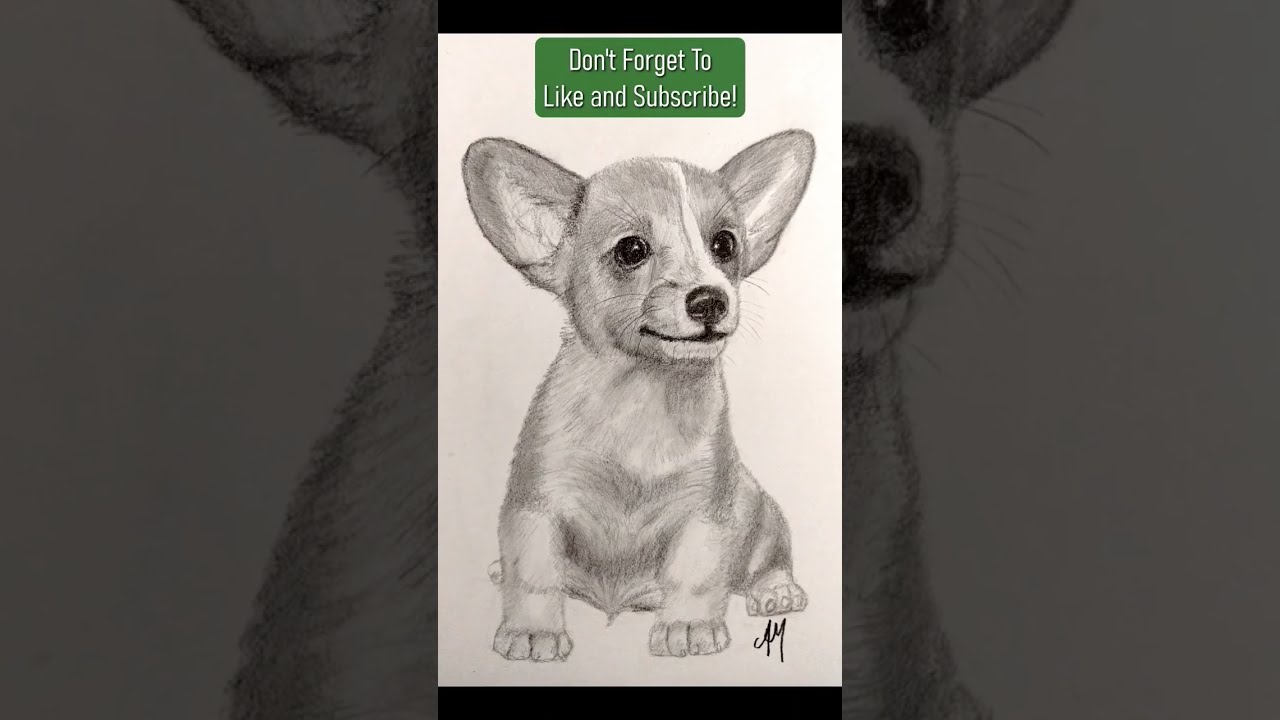For All You Corgi Lovers 🐾😍 | Puppy Portrait | Drawing