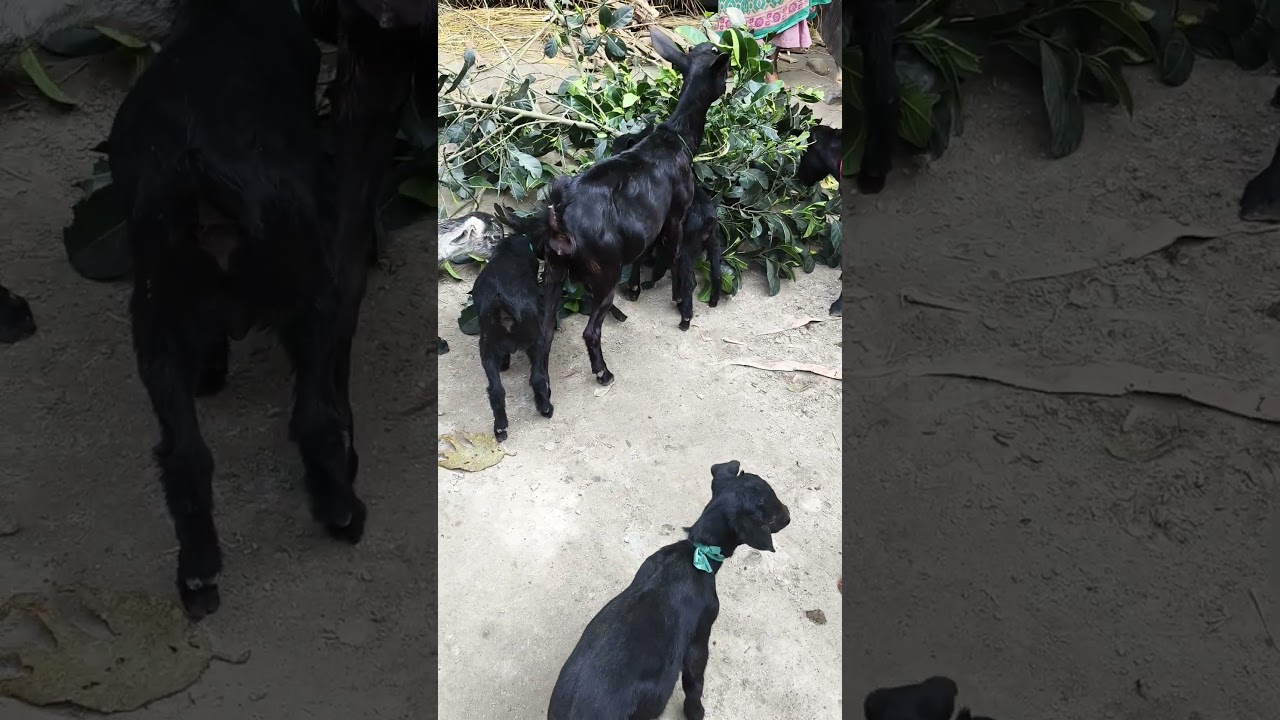 নতুন ফার্ম 