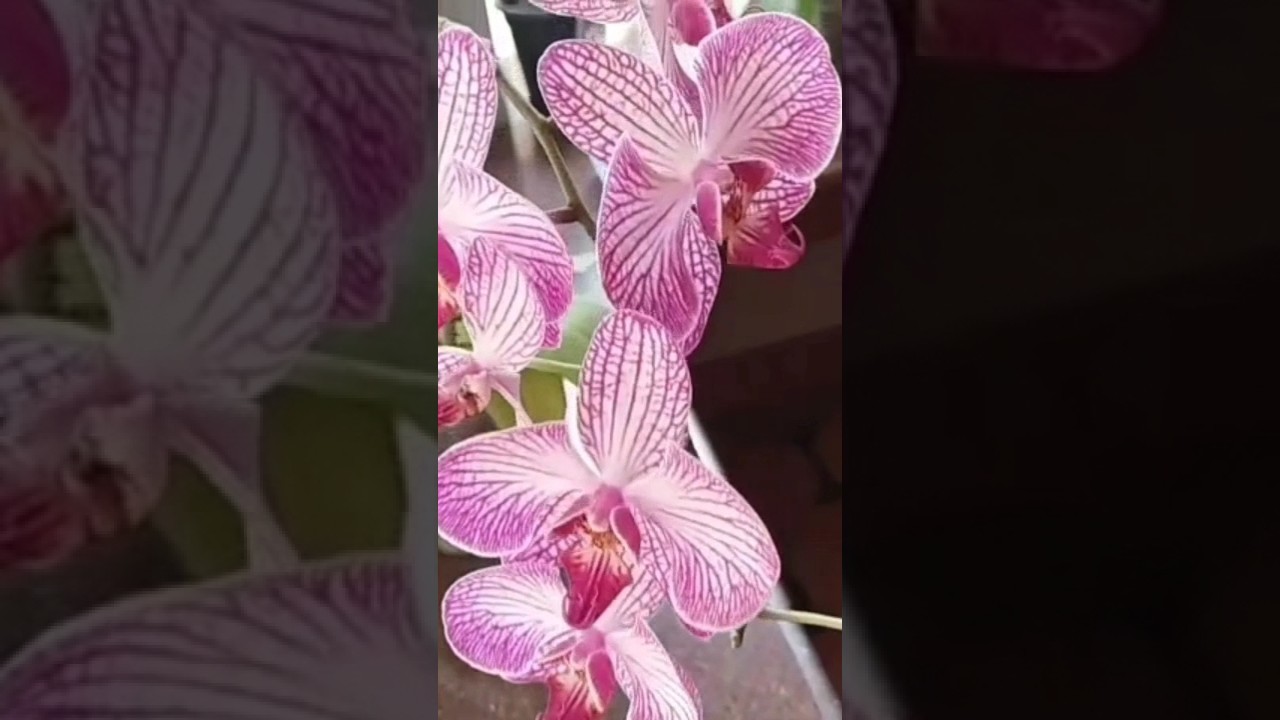 #orchids