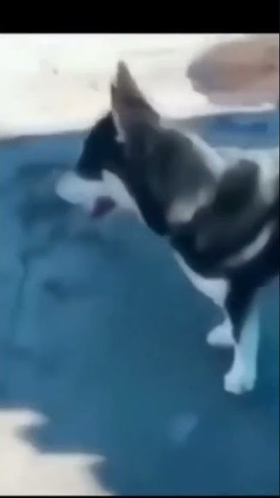 woi anjing  | ya bener lah kan lu anjing🗿