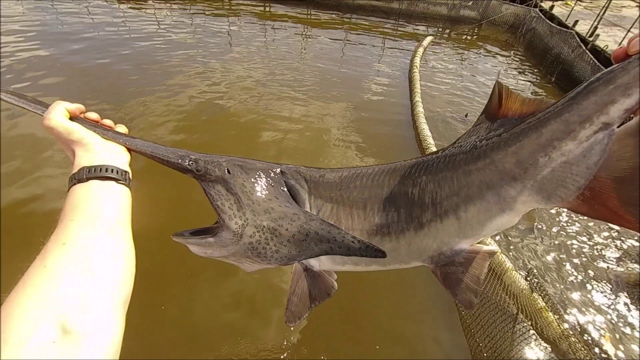Товарный веслонос. Отбраковка самцов веслоноса в товар. - YouTube