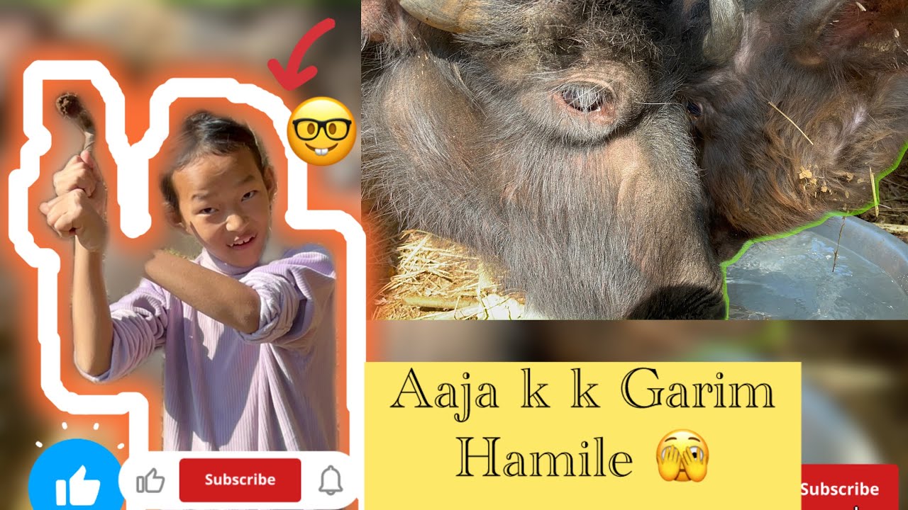 AaJA||K K||GARIM||HAMILE 🫣
