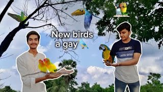 bhout sary birds a gay setup pr||Love birds colony||cocktail colony.