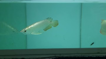 Cá rồng Kim Long Quá Bối đầu vàng