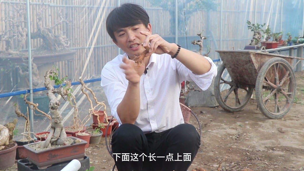 三角梅盆景不一样的嫁接技巧，教你如何制作根艺三角梅！
