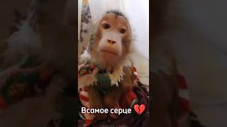 В Самае Сердцеее 💔 #Rek #Monkey #Майнкрафт #А4 #Роблокс  #Tiktok #Youtubeshorts #Youtube #Omega