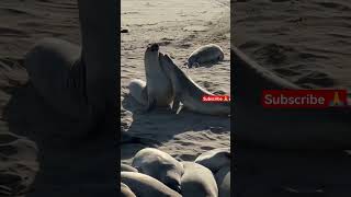 seal of love මේ දේන්නගෙ ආදරේ ? subscribe please  #trending #viral #shorts #seal #sealife #howto #