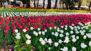 Yokohama garden - tulips- spring 2022 #vlog #japan Yokohama garden - tulips- spring 2022 #vlog #japan