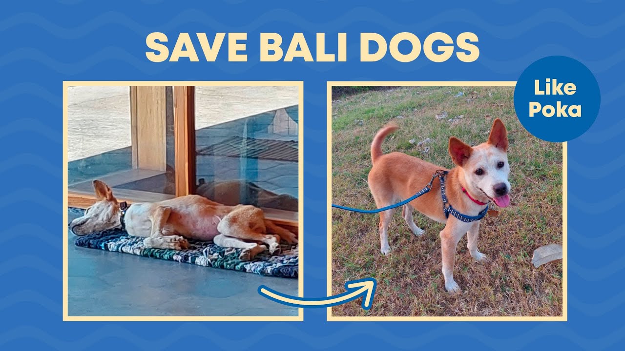 Save Bali Dogs