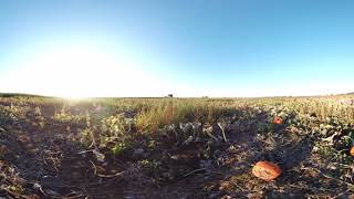 Pumpkin Patch in 6K 360 VR 3D