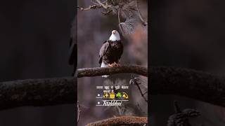 YouTube viral shot #Eagle video #Eagle new shayari video #release video #attitude Eagle video🤫