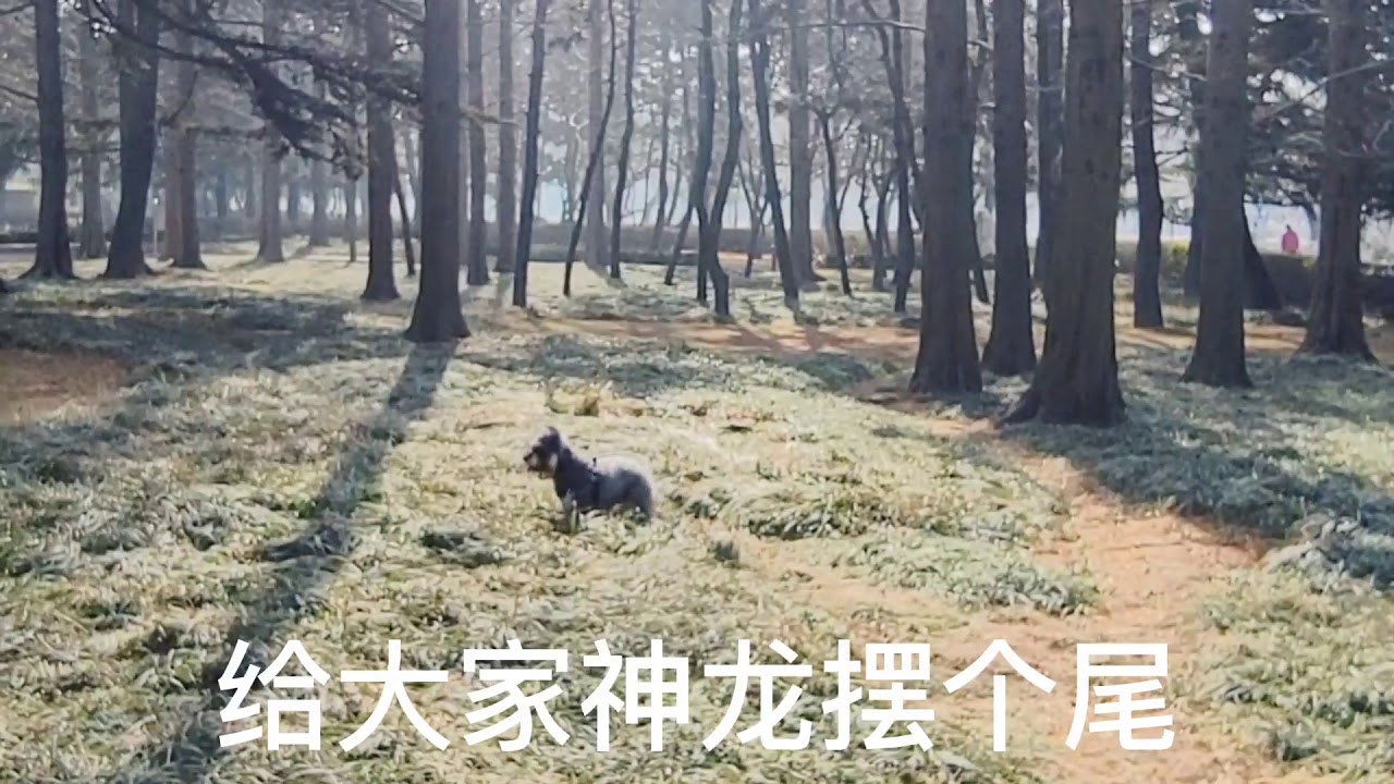 狗狗神龙摆尾 Youtube