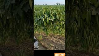 “सुबह की ठंडी हवा और भिंडी से भरा खेत#Hashtags#Bhindi #desijugaad#OrganicFarming #GreenFarm