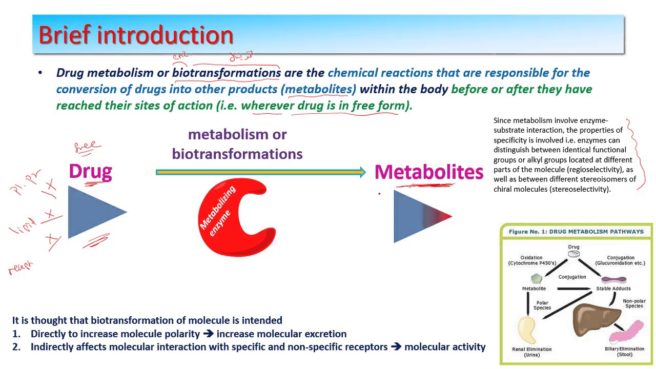 Drug Metabolism lecture 2 YouTube
