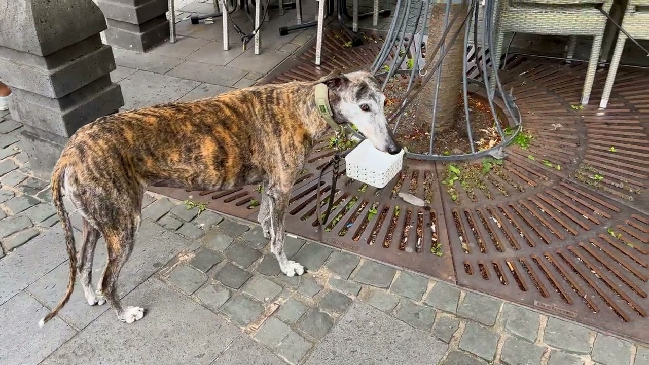 Walkabout, Koblenz