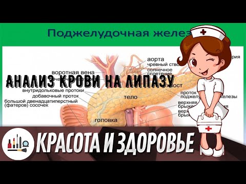 Анализ крови на липазу