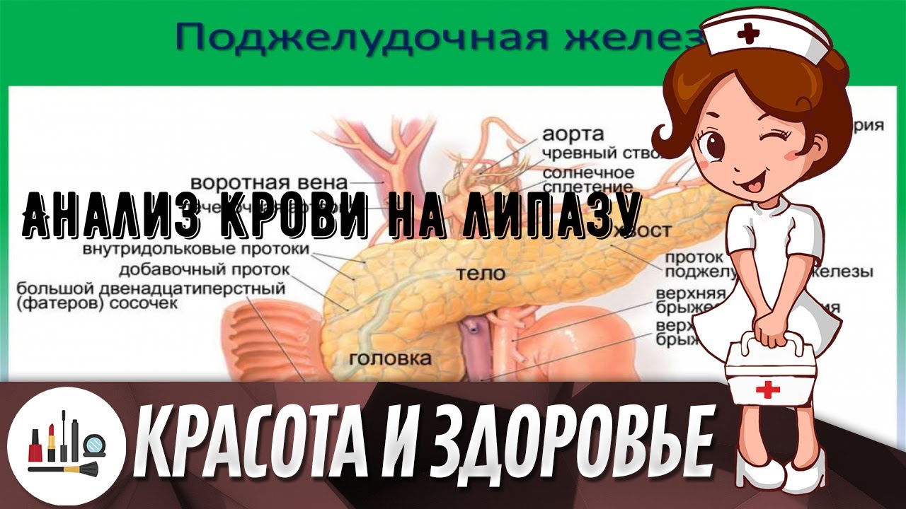 Анализ крови на липазу
