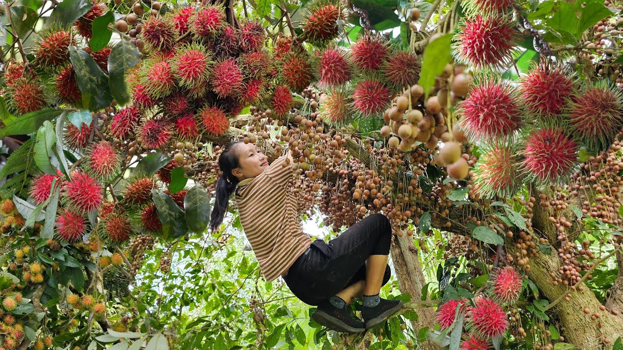 Harvest wild rambutan, fruit that is both delicious and beautiful to sell | Ly Thi Tam