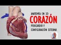 ANATOMÍA DEL CORAZÓN EN 3D - CONFIGURACIÓN EXTERNA Y PERICARDIO