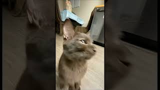 trolling pro in lw 😂| #freefire #funny #nuxo #zerox #totalgaming