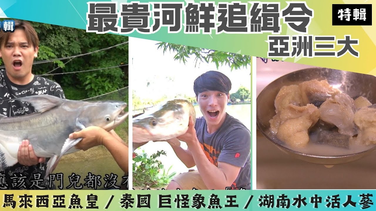 【世界三大最貴河鮮追緝令】亞馬遜深海巨魚象魚/宮廷御宴頂級水中活人蔘?!大馬一尾五萬魚皇《世界第一等》特輯S29