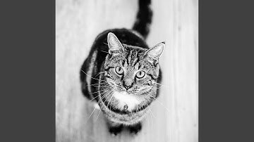 Pulsating Sleeping Cats