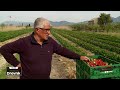 Neretvanske jagode stigle, proizvođača je sve manje