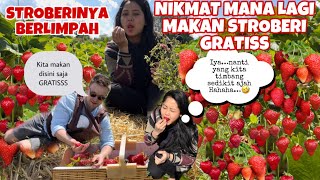 Makan Stroberi Sepuasnya Gratis