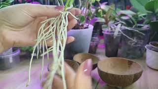 видео: Посадка кейков орхидеи Дендробиум  в керамзит.#2 картинка: Посадка кейков орхидеи Дендробиум  в керамзит.#2