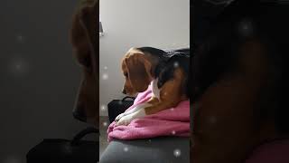 #shorts Our Puppy Link Beagle