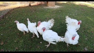 Raising Free Range Backyard Turkeys